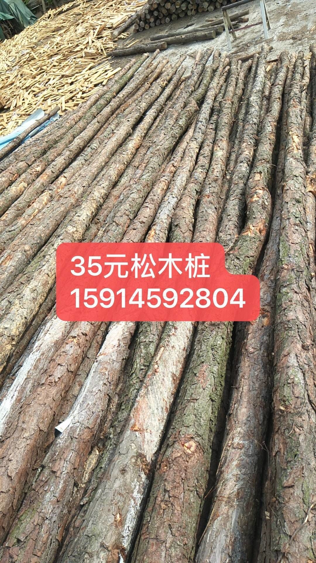 松木桩