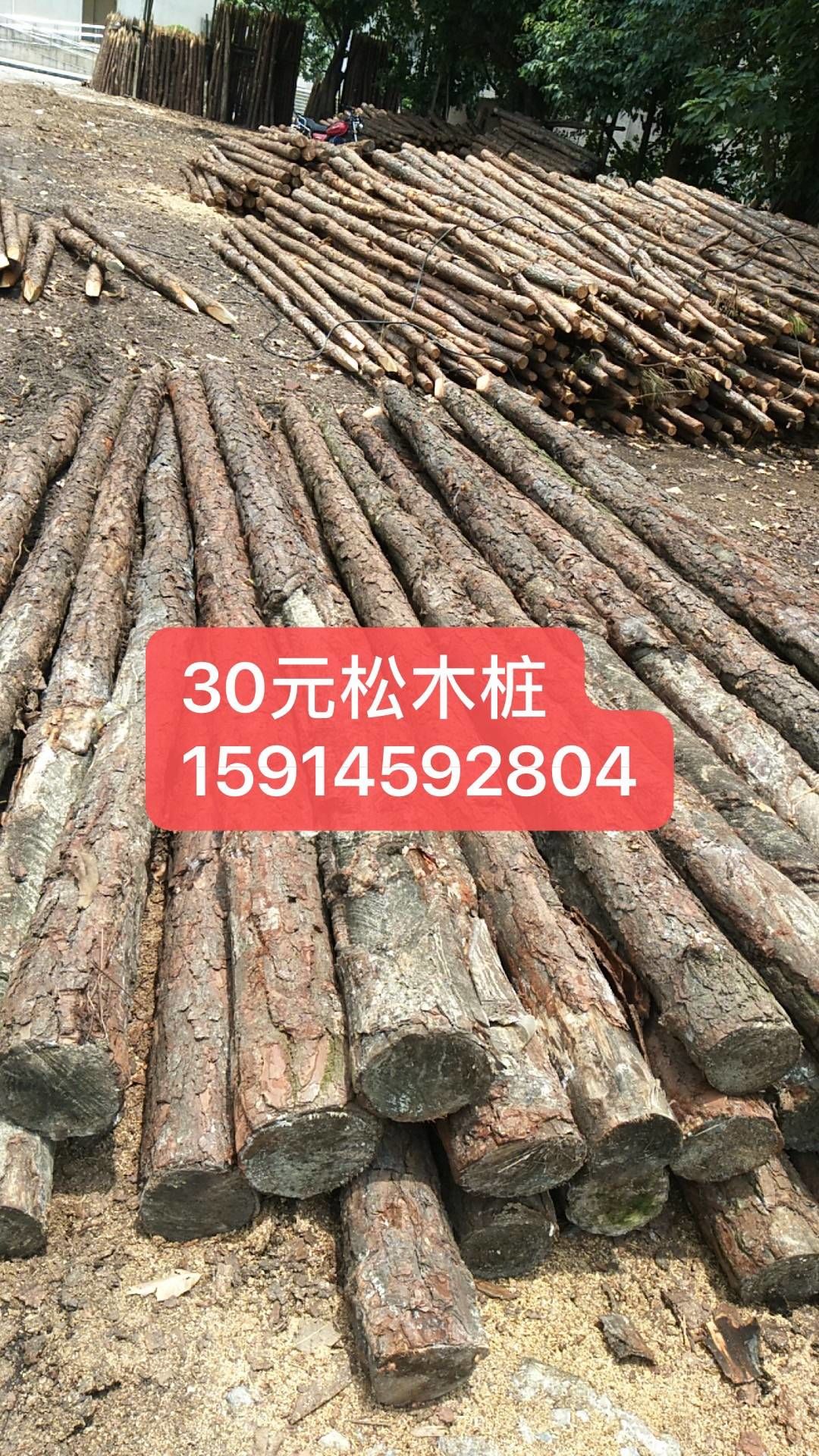 30元松木桩